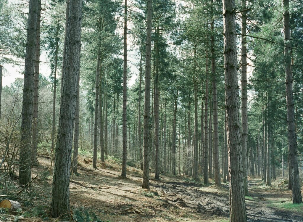Scenic view of a serene pine forest, showcasing tall trees under natural daylight.
